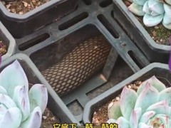 女子多肉盆下发现碗口粗蟒蛇 惊魂一刻吓坏主人（图）