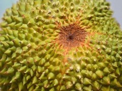 越南榴莲上半年对华出口猛增近37% 带动中越经贸合作