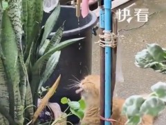 小猫喝水陶醉得像在喝玉液琼浆，现场画面曝光！